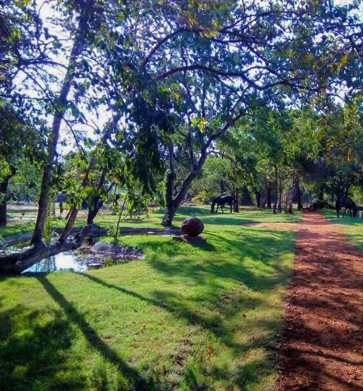 Aswadduma Hotel Dambulla Exteriér fotografie