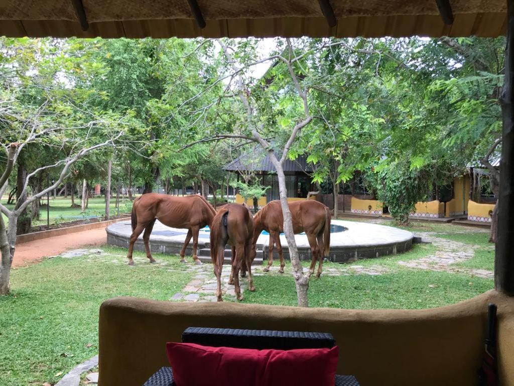 Aswadduma Hotel Dambulla Exteriér fotografie
